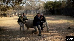 Rhino Orphans Get New South African Home