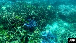 Australia's Worsening Environment Threatening Wildlife, Ocean Habitats