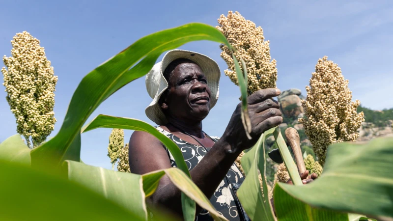 Report: Africa Countries Partly to Blame for Food Insecurity