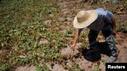 Its Largest Lake is So Dry, China Digs Deep to Water Crops 