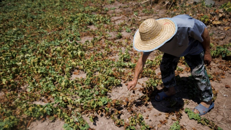 Chinese Farmers Struggle as Scorching Drought Wilts Crops