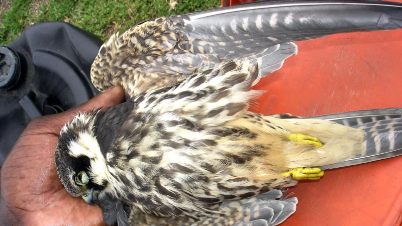 African Migratory Birds Threatened by Hot, Dry Weather