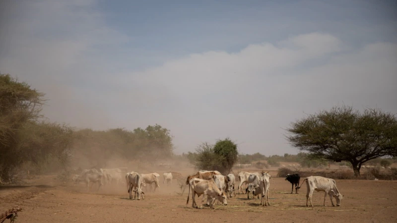 Fifth Consecutive Year of Drought Forecast for Horn of Africa