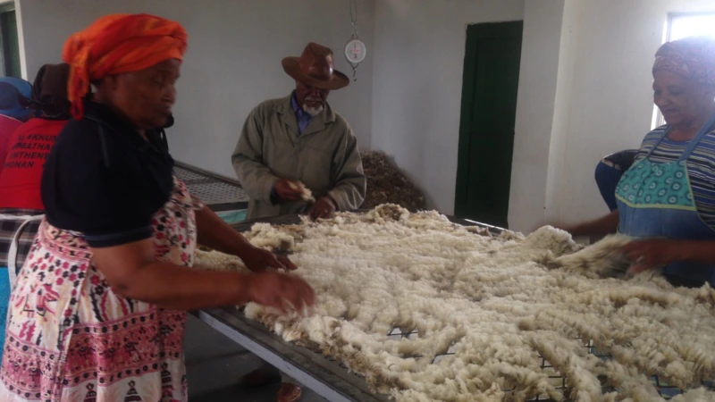 South African Farmers Decry China’s Wool Ban