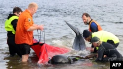 At Least 200 Pilot Whales Die on Tasmanian Beach