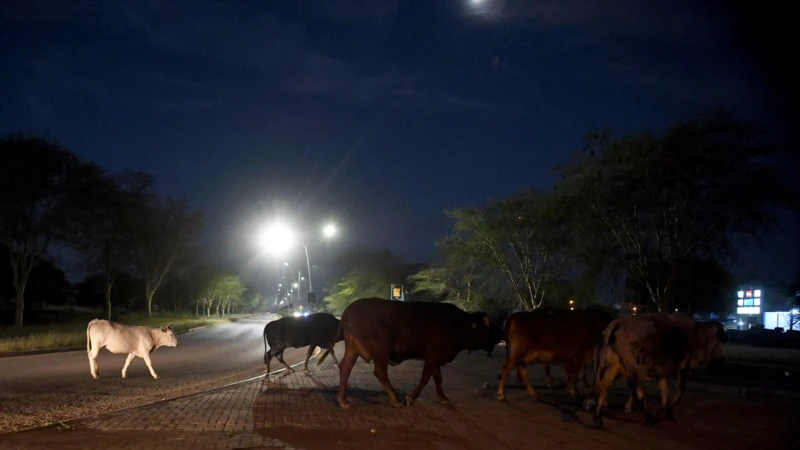 Botswana to Cull More Than 10,000 Cattle to Fight Disease Outbreak