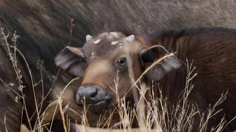 11 Killed by Cattle Rustlers in North Kenya