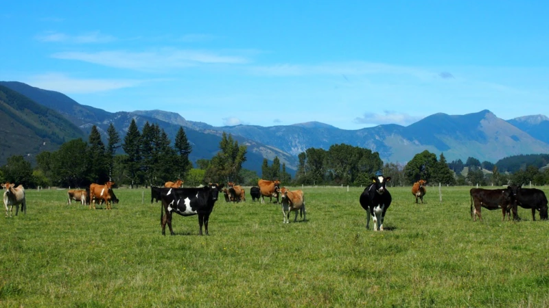 On New Zealand Farm, Scientists Reduce Cow Burps to Save the World