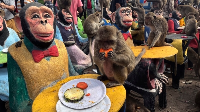 Monkeys in Central Thailand City Mark Their Day With Feast 