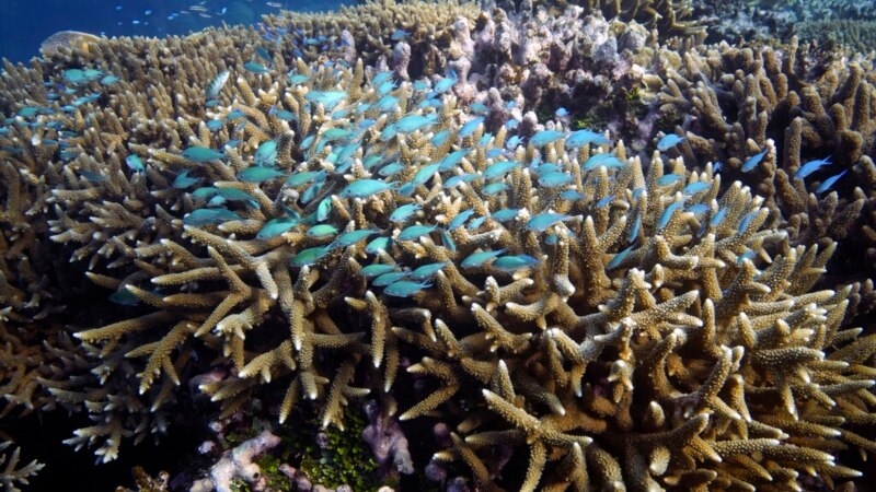 Great Reef Census Reaches Milestone Surveying Australian Icon