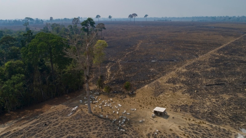 Brussels Approves Groundbreaking Import Ban on Goods Linked to Deforestation