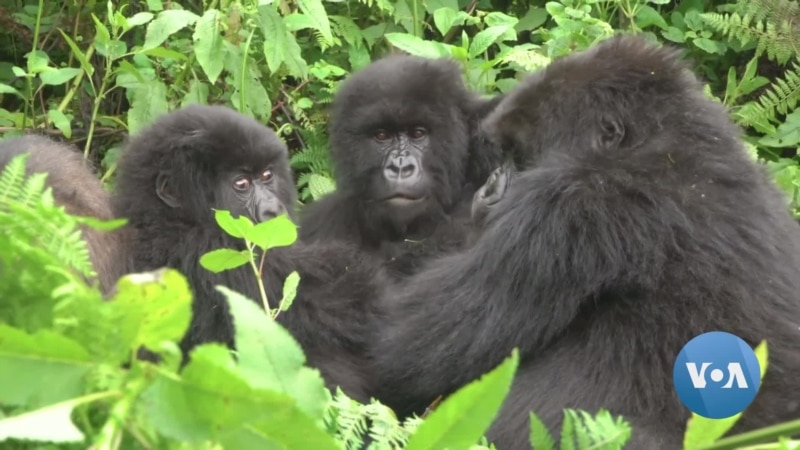 Rwanda, Congo Communities Unite for Gorilla Conservation Despite Tensions  