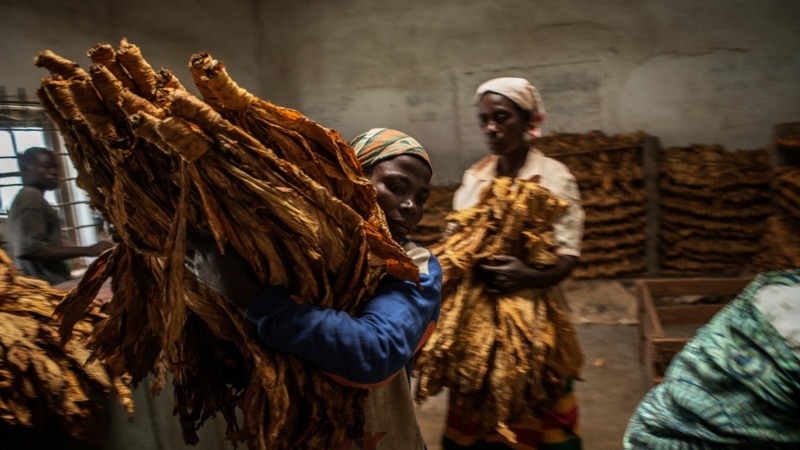 UN Warns Malawi Against Child Labor on Tobacco Farms