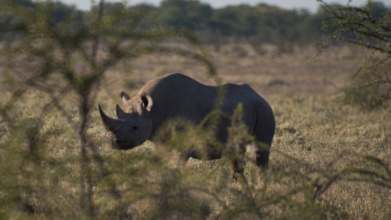 Namibian Authorities Concerned About Increase in Rhino Poaching