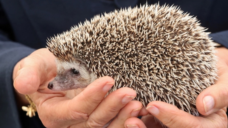 UK to Restore Swathes of Wildlife Habitat for Hedgehogs