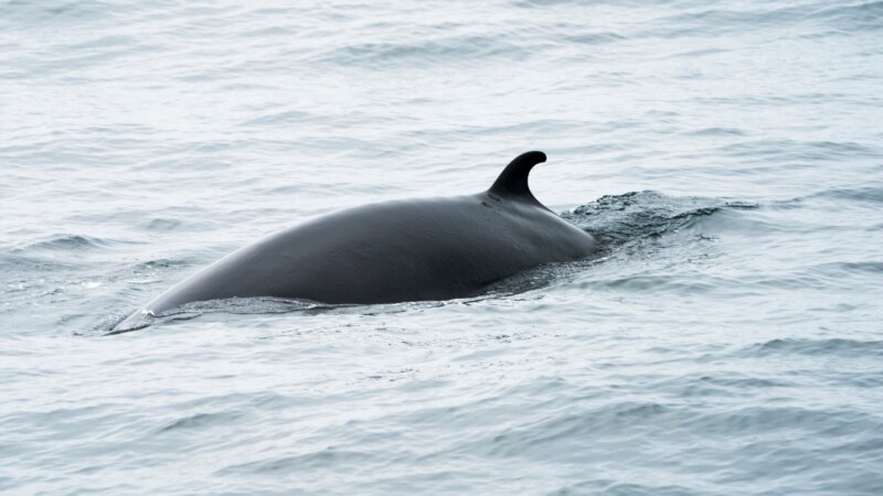 Experiment Halted in Norway After Whale Drowns