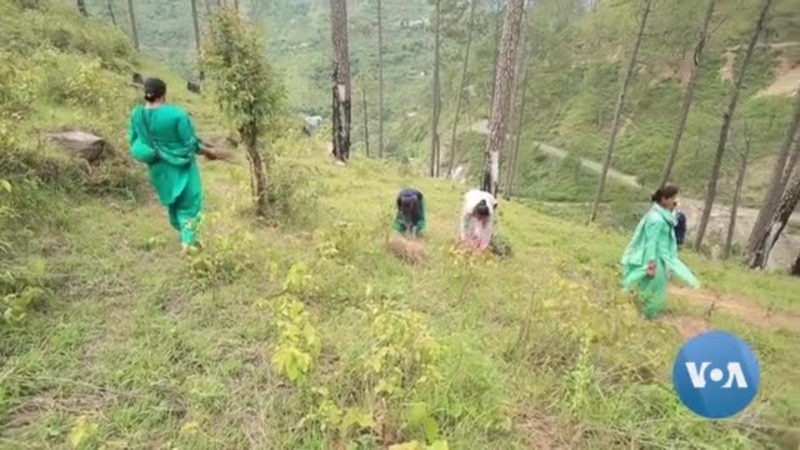 In India, Women Craft Pine Needles Into Income, Save Forests