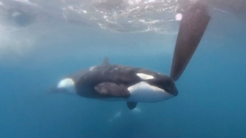 Orcas Disrupt Boat Race Near Spain, Display Dangerous, Puzzling Behavior