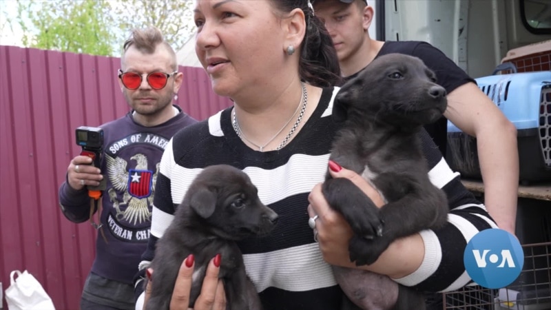 Volunteers Help Evacuate Pets From Ukraine’s Donbas Region 