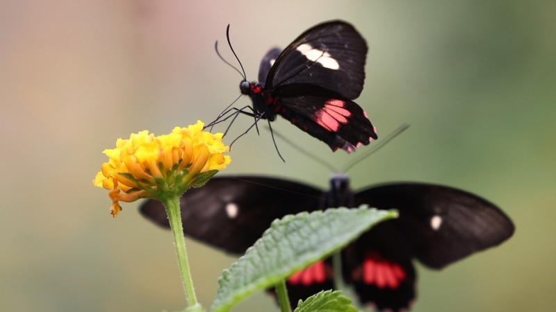 Wildlife Lovers Urged to Join UK’s Annual Butterfly Count