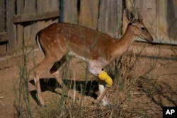 Greek Zoo Serves Animals Frozen Meals to Help Them Beat the Heat