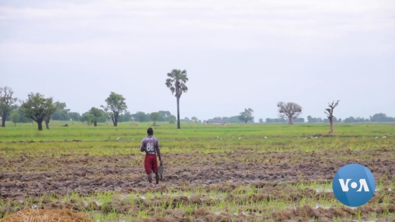 Indian Rice Export Ban Prompting Shutdown of Nigerian Mills