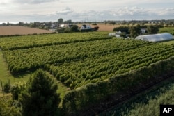 As World Warms, Sweden Sees Growing Opportunity for Its Wine Industry 