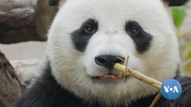 Washington Zoo Says Goodbye to Its Giant Pandas 