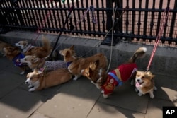 Corgis Parade at Buckingham Palace, Marking Year After Queen Elizabeth’s Death