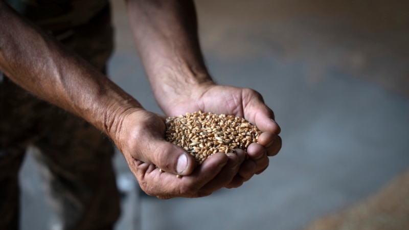 Poland, Hungary, Slovakia to Continue Own Bans on Ukraine Grain