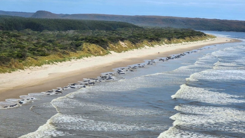 Dinosaur-Era Fish on Brink of Extinction, Australian Conservationists Say