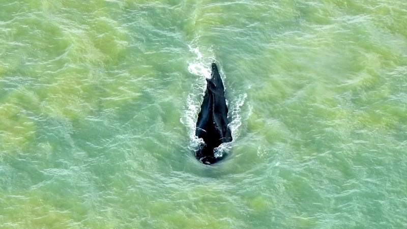  Whale Strikes Boat Near Sydney; One Man Dies