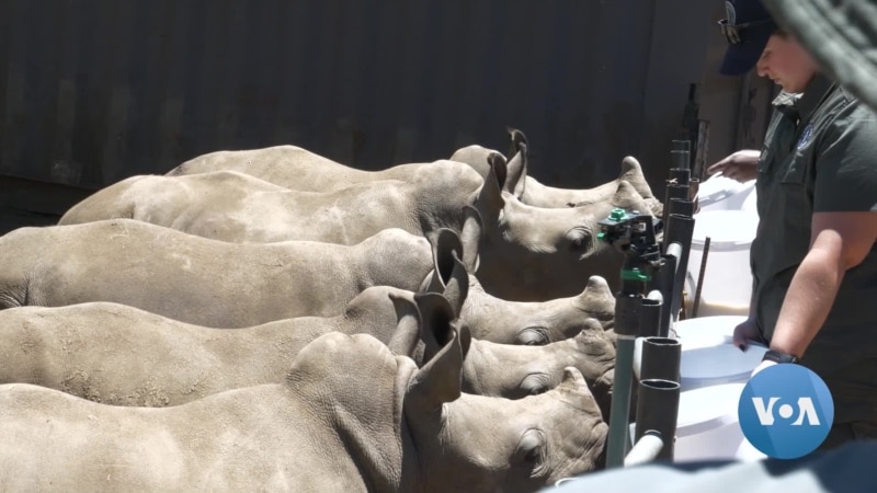 2,000 South African Rhinos Destined for Freedom