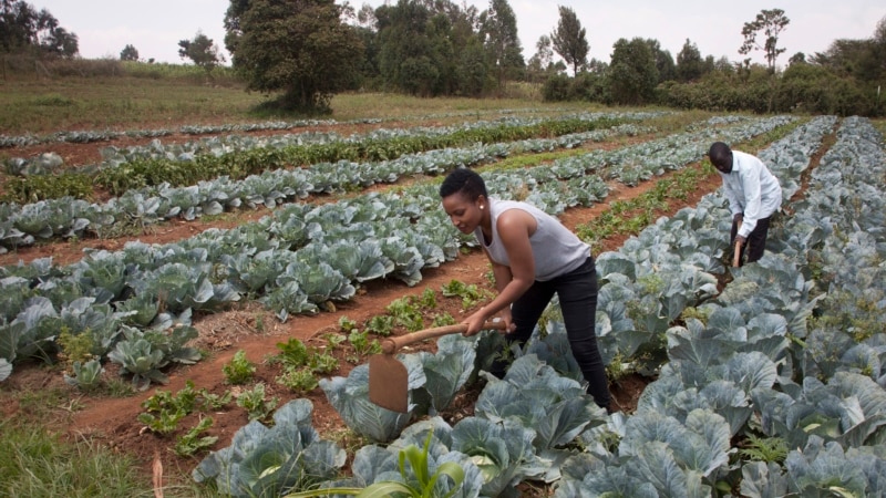 Kenyan Court Dismisses GMO Lawsuit, Raises East Africa Trade Concerns