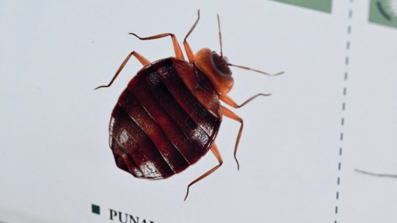 France Denies Reports of Bedbugs on Trains