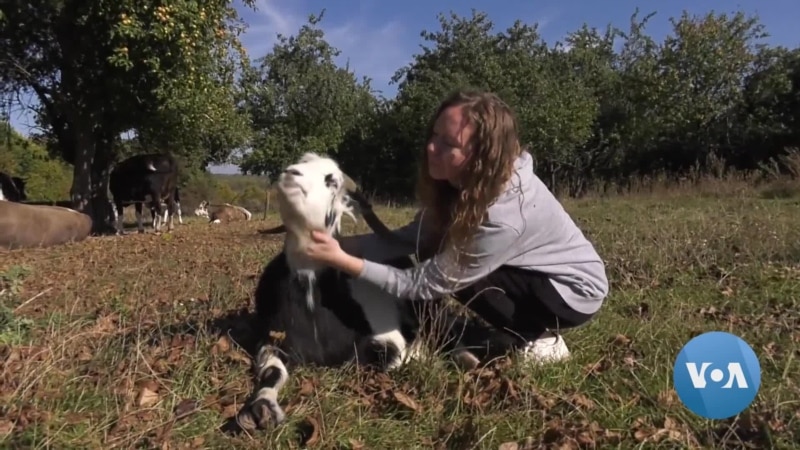  In Khmelnytski Region of Ukraine, This Woman Manages a Dairy Farm Alone 