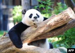 China Takes Back Washington’s Pandas Amid Frosty Diplomacy 