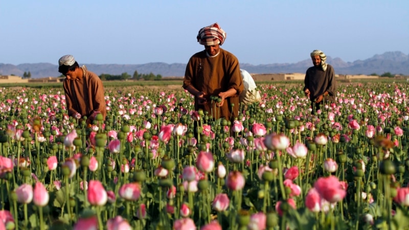 UN: Opium Cultivation in Afghanistan Plunges By 95%