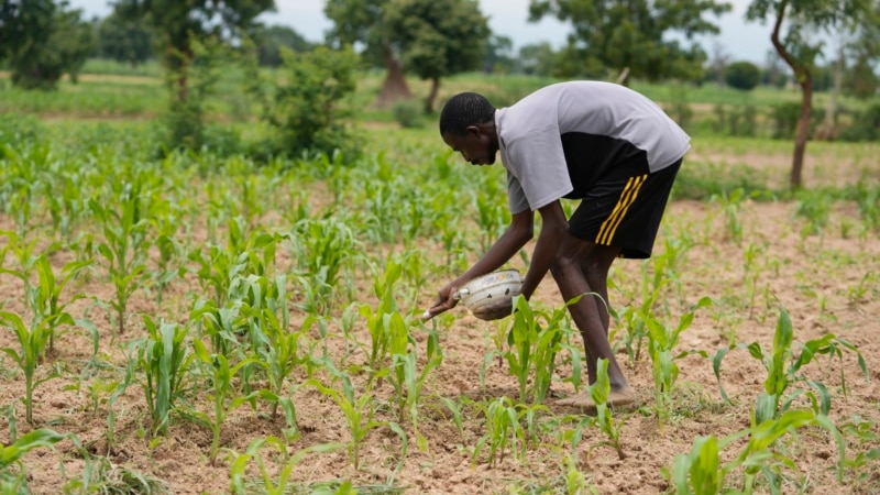 COP28 Declaration Seen as Good News for World's Small Farmers