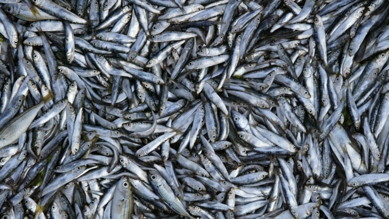 Thousands of Tons of Dead Sardines Wash Ashore in Northern Japan