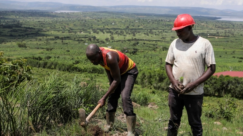 In Uganda, Refugees Ravaged the Forests. Now, They’re Restoring Them 