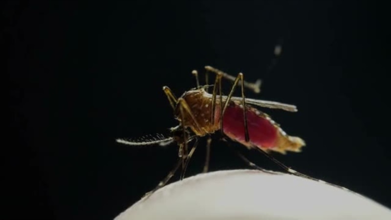 Taiwan Unleashes Robots on Dengue-Carrying Mosquitoes