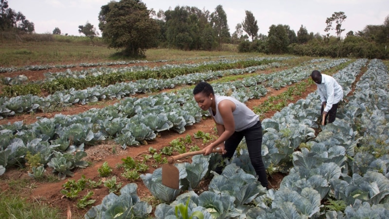 Nonprofits Say African Food Producers Enjoying Rising Revenue, Better Farm Supply