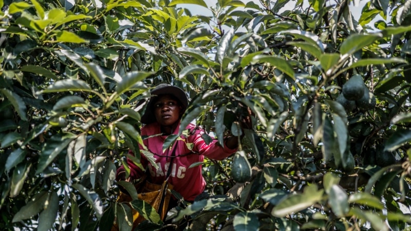 Report Sees Africa's Agrifood Sector as Solution to Youth Unemployment