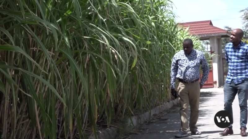 Kenyan Farmers Embrace Chinese-Engineered Grass for Fodder