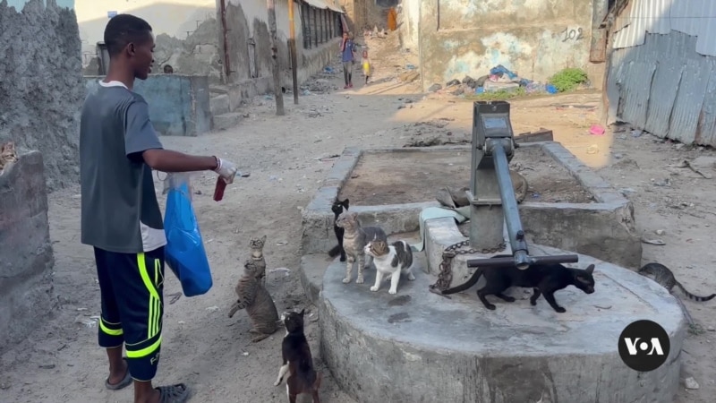 Somali Boy Cares for Neglected Animals