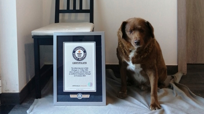 Guinness World Records Annuls 'Oldest Dog Ever' Title for Dead Portuguese Canine