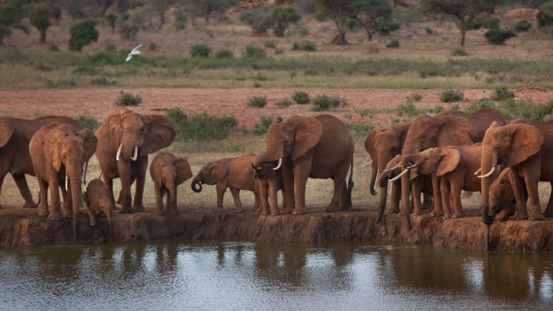 Kenyan Communities Embrace Alternative Crops to Ease Human-Wildlife Conflict