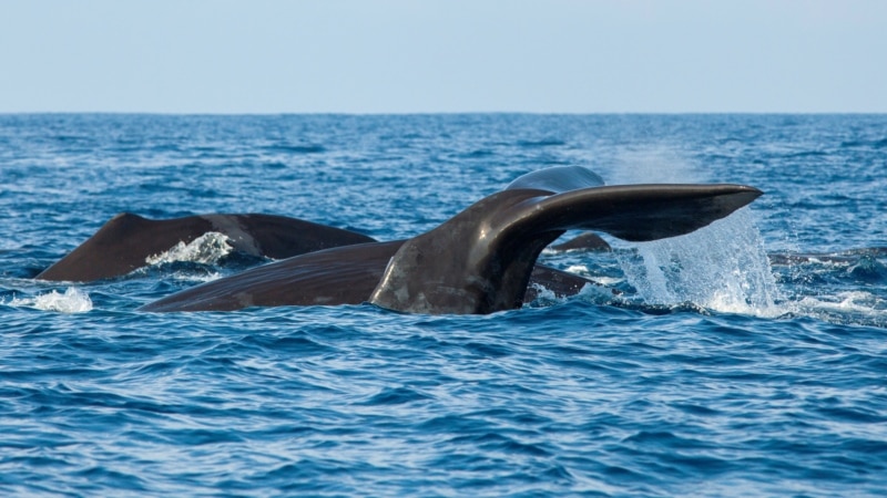 Stray Whale's Death in Japan Raises Questions About Cause, Cost of Disposal