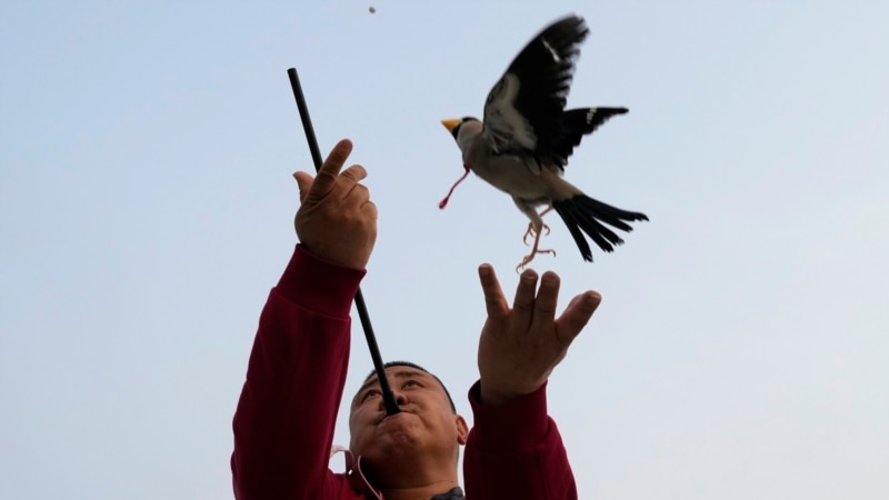 Beijingers Play Fetch with Migratory Birds in Traditional Game